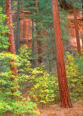 Ponderosa Pines, West Fork, Oak Creek Canyon, AZ