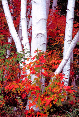Birch boles and maples, Gorham, NH