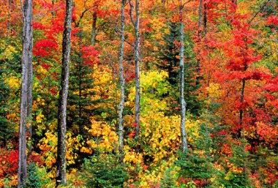 Deciduous forest, Franconia Notch,  NH