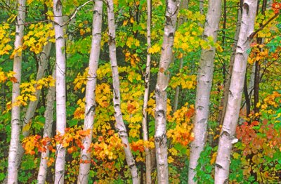 Birches and maples, Bartlett, NH