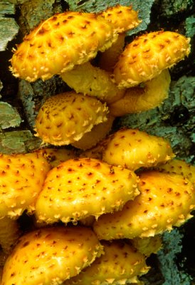 Scale cap mushrooms, NH