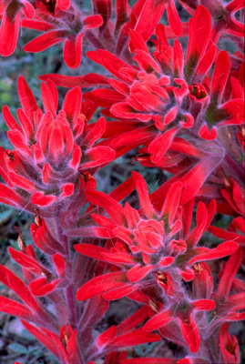 Indian Paintbrush, Sedona, AZ