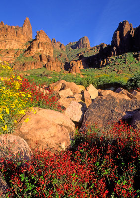 (DES 35) Chuparosa and brittlebush, Lost Dutchman State Park, AZ