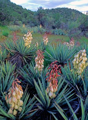 Banana yuccas, Sedona, AZ