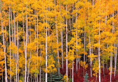 Aspens near Durango, CO