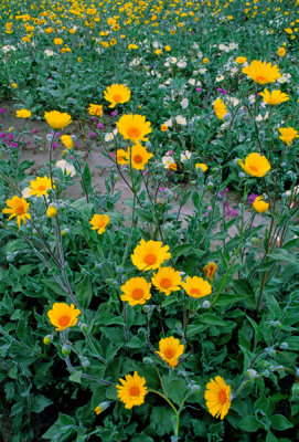  Desert sunflowers, Anza Borrego State Park, CA