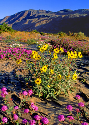  Sand verbena and dune sunflowers, Anza Borrego Desert State Park, CA