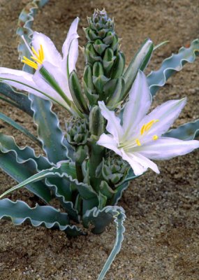  Desert lily, Anza Borrego State Park, CA
