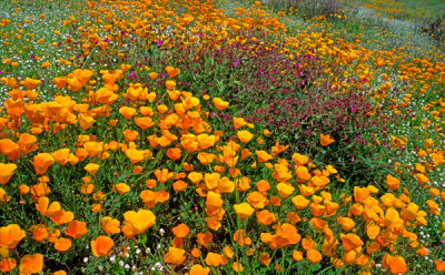 (DES 48) Poppies, popcorn flowers, and four o'clocks, Lake Elsinore, CA