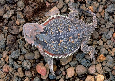 Horned lizard , Sunset Crater National Monument, AZ
