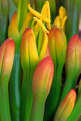  Agave buds, Coconino National Faorest, AZ