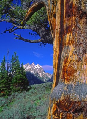 Limber pine tree, Jackson Hole, Grand Teton National Park, WY