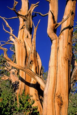 Bristlecone pines, White Mountains, CA