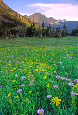 Alpine meadow, Logan Pass , Glacier National Park, MT