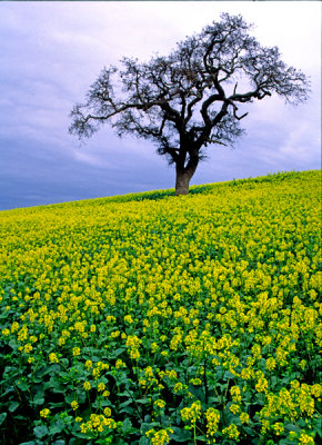 Mustard field , CA