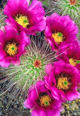 (C13) Hedgehog cactus, Apache Trail, AZ