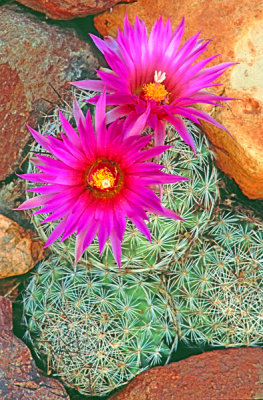 Beehive cactus, Mingus Mountain, Cottonwood, AZ