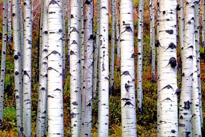 McClure Pass aspen boles, CO