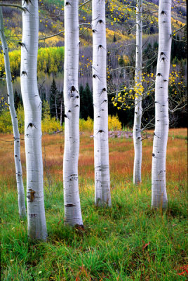 Aspen boles in the Maroon Valley, CO