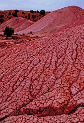Pink Chinle Formation, Paria Canyon-Vermillion Cliffs Wilderness, AZ