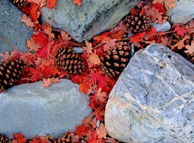 Big Tooth Maple Leaves and Ponderosa Pine Cones with Limestone, Zion National Park, UT,