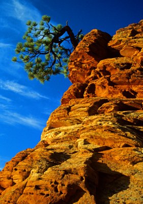 Ponderosa  Pine Growing from Navajo Sandstone, Zion National Park, UT