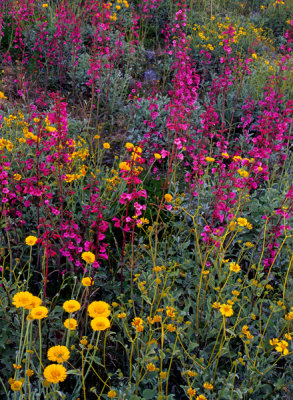 Parry's penstemon, desert marigolds, and brittlebush, Gonzales Pass, Maricopa County, AZ