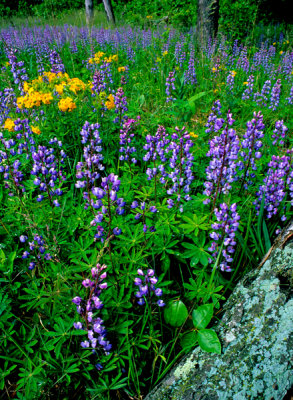 Lupines, poison ivy, and hoary pucoon, Illinois Beach State Park, Lake County, IL