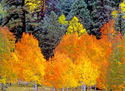 Orange aspens on the Markagunt Plateau, UT