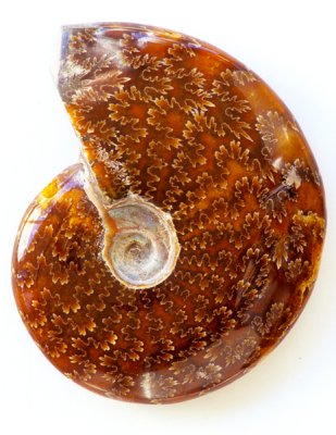 Ammonite