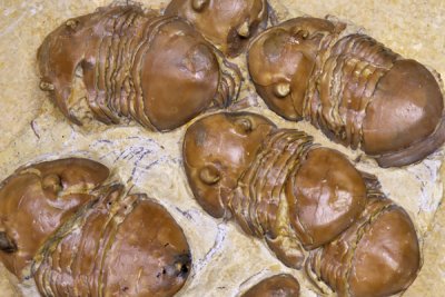 Trilobites in a mating assemblage: Homotelis bromidensis, Ordovician Bromide Formation, Carter County, OK