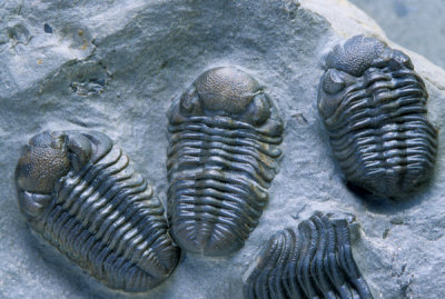 Trilobites: Phacops rana, Devonian Silica Shale, Sylvania, OH