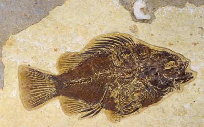Bass, Priscacara liops, Eocene Green River Formation, Kemmerer, WY