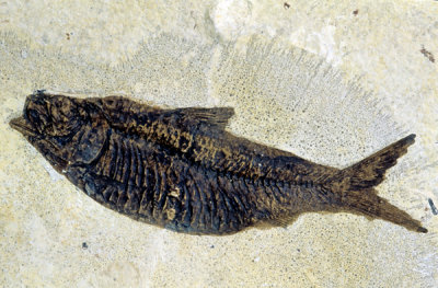 Herring, Knightia alta, Eocene Green River Formation, Kemmerer, WY