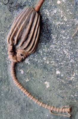 Crinoid, Mississippian, Montgomery County, IN