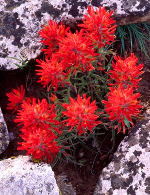 Slickrock Paintbrush, Dinosaur National Monument, UT