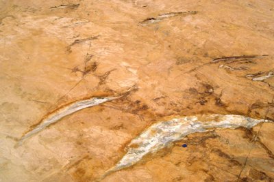 (AG35) Chatter marks in Helena Formation, Glacier Natiional Park, MT