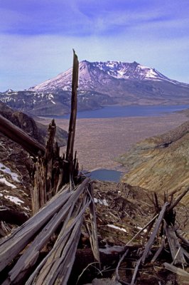  Mt. St. Helen's, Spirit Lake and blown down trees, Mount St. Helen's National Monument, WA