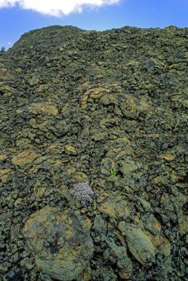 Cow dung bombs on side of spatter cone, Hawaii Volcanoes National Park, HI