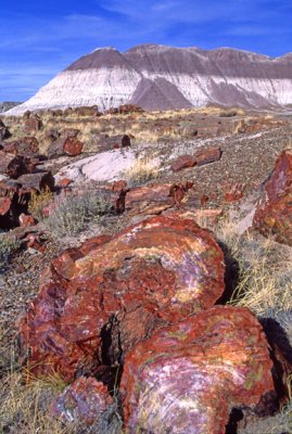 Petrified Wood Petrified Forest National Park, AZ
