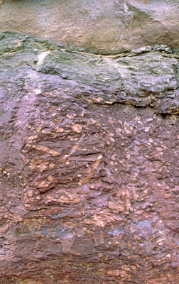 (STRA37) Mudballs in continental redbeds of the Devonian Catskill Fm., Scranton, PA