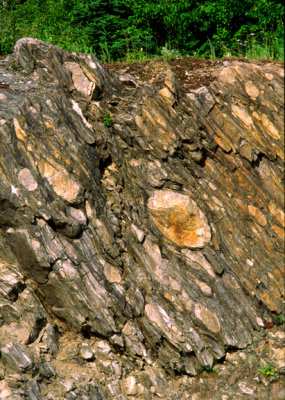 Archean stretched boulder metaconglomerate, Wawa, Ontario, Canada