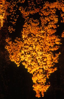 (GW4) Cave popcorn on a stalactite, Carlsbad Caverns National Park, NM