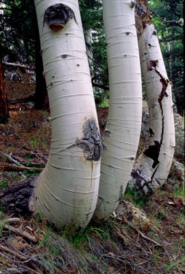 (MW22) Tree trunks bent downslope due to soil creep, Grand Canyon National Park, AZ