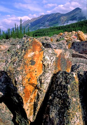 Rock slide of Gog Quartzite, Endless Chain Range, Banff National Park, Alberta, Canada