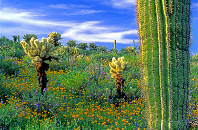  Chollas, poppies and saguaros, Lake Pleasant, AZ