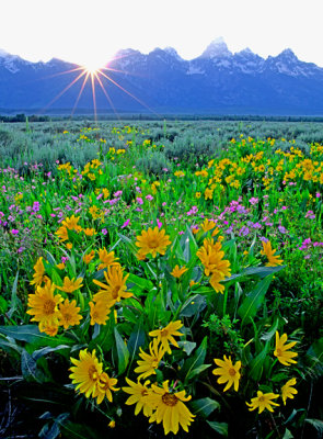 Arrow-leaf Balsamroot, Grand Teton National Park, WY