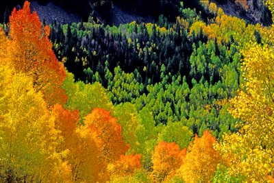 Aspens near Telluride, CO