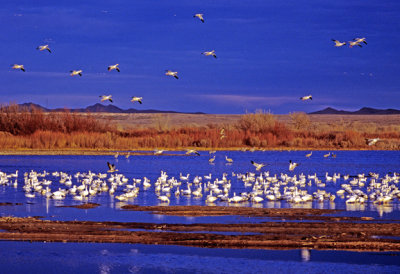 Winter at Bosque del Apache National Wildlife Refuge, NM