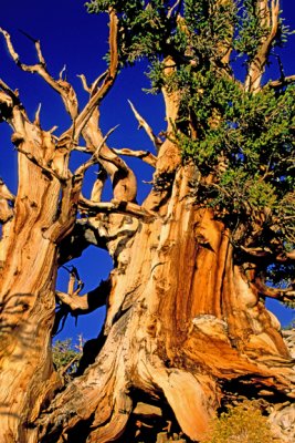 Bristlecone Pines, White Mountains, CA
